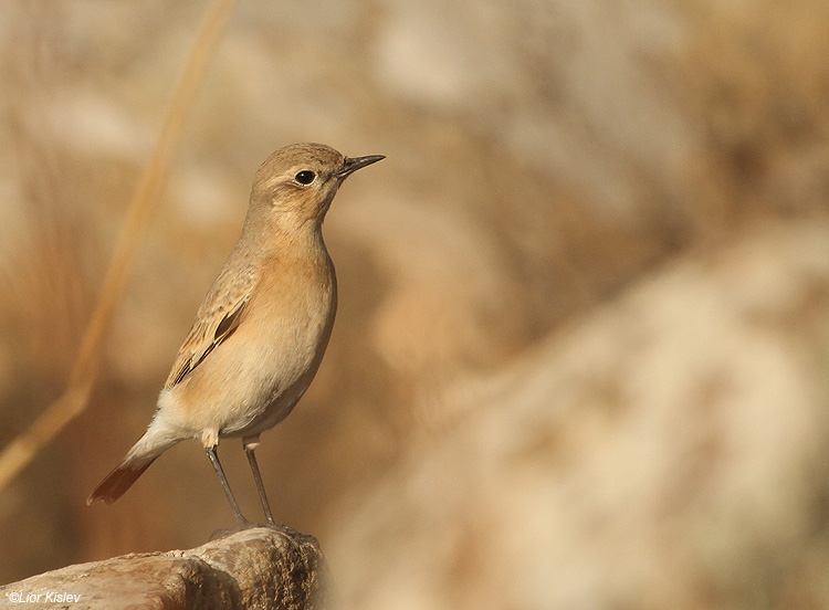   Isabelline Wheatear ,Oenanthe isabellina ,Gamla nature reserve,Golan,Israel 01-09-10. Lior Kislev    